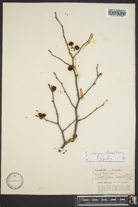 Ilex ambigua image