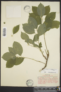 Ilex ambigua image