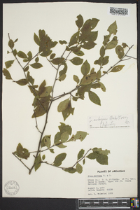 Ilex ambigua image