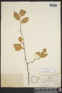 Ilex ambigua image