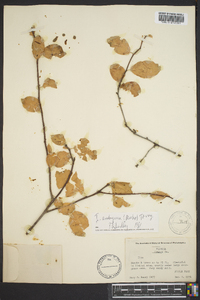 Ilex ambigua image