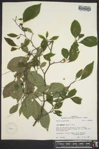 Ilex ambigua image