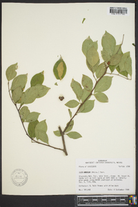 Ilex ambigua image