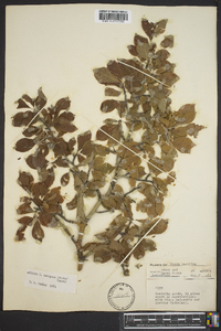 Ilex ambigua image