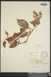 Ilex ambigua var. monticola image