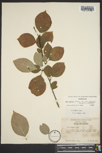 Ilex ambigua image