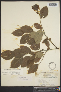 Ilex ambigua image