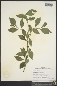 Ilex ambigua image