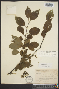 Ilex ambigua image