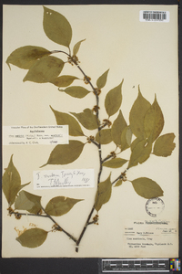 Ilex ambigua var. monticola image