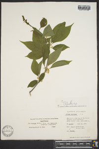 Ilex ambigua image