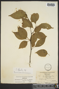 Ilex ambigua image