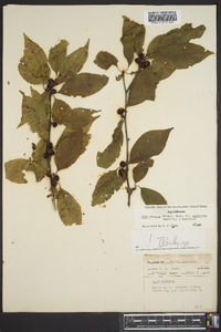 Ilex ambigua image