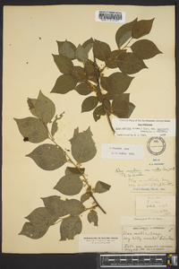Ilex ambigua var. monticola image