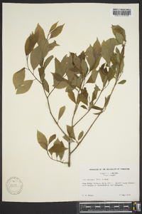 Ilex ambigua var. monticola image