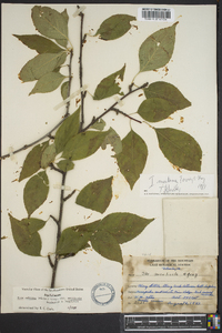 Ilex ambigua image