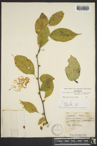 Ilex ambigua image