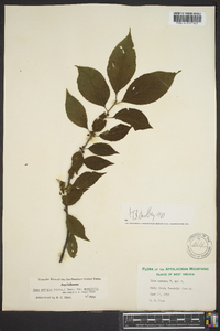 Ilex ambigua image