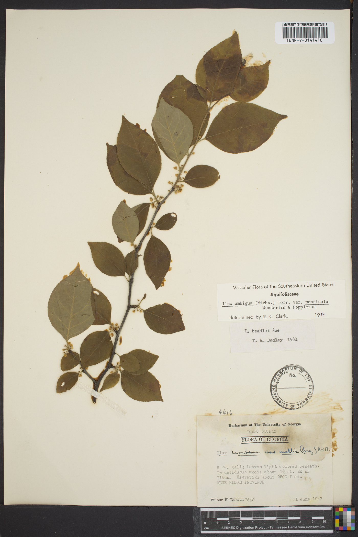 Ilex ambigua var. monticola image