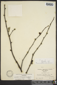 Ilex ambigua image