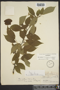 Ilex ambigua image