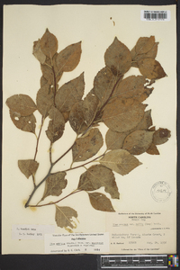 Ilex ambigua var. monticola image