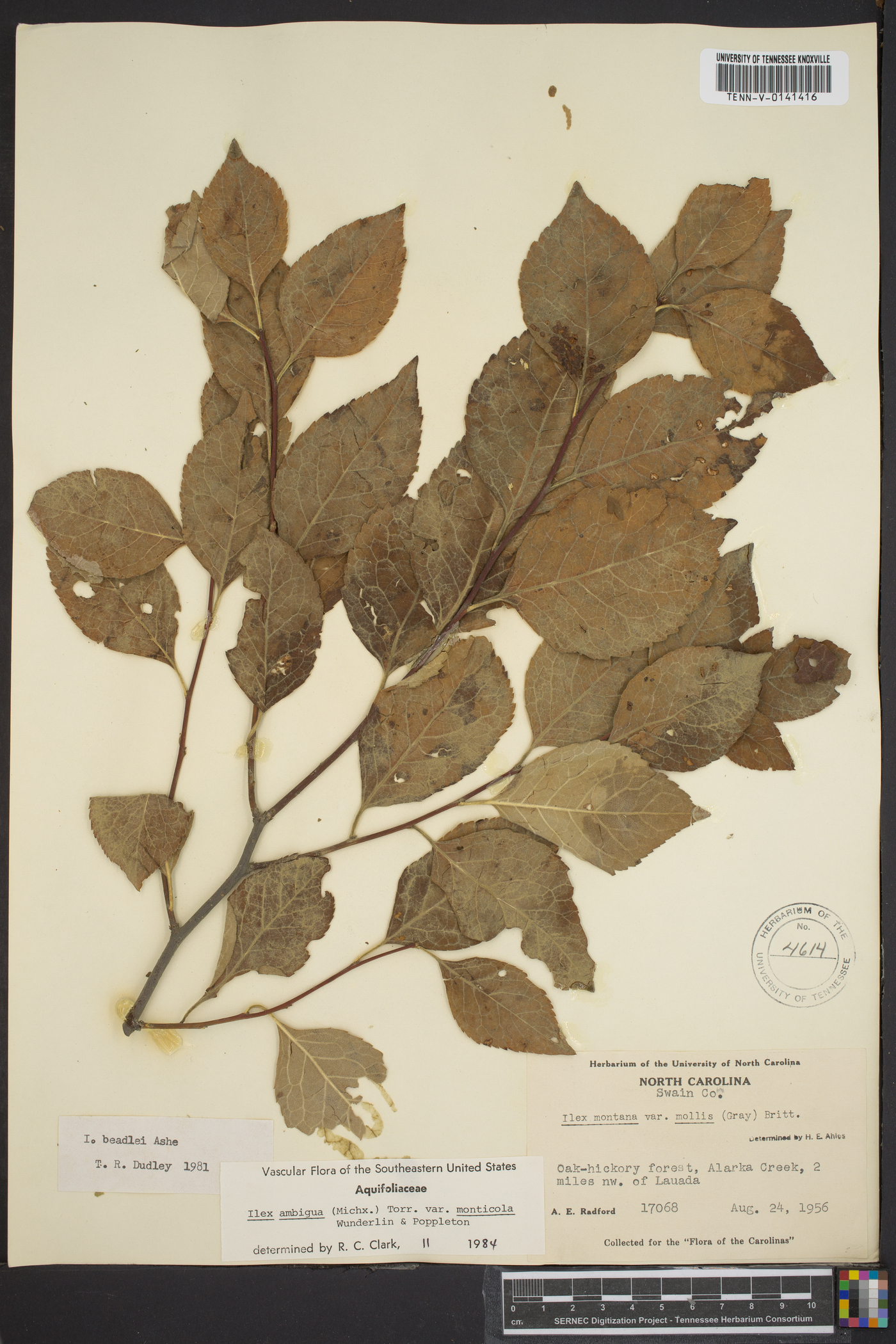 Ilex ambigua image