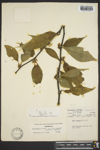 Ilex ambigua image