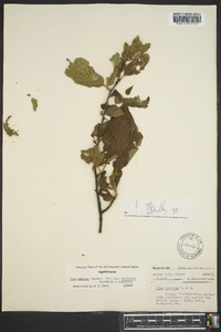 Ilex ambigua image