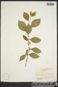 Ilex ambigua image