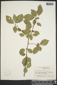 Ilex ambigua var. monticola image