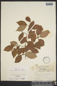 Ilex ambigua image