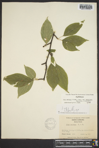 Ilex ambigua image