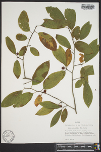 Ilex amelanchier image