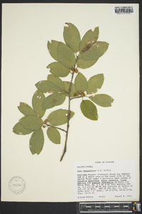 Ilex amelanchier image