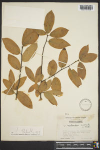 Ilex amelanchier image