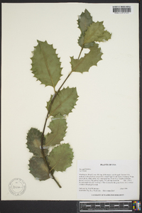 Ilex cornuta image