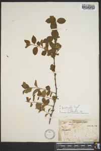 Ilex buswellii image