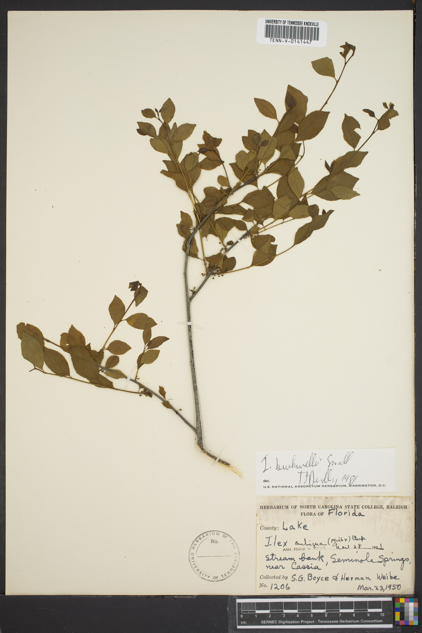 Ilex buswellii image