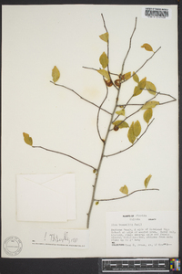 Ilex buswellii image