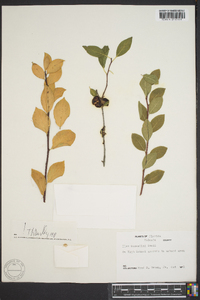 Ilex buswellii image