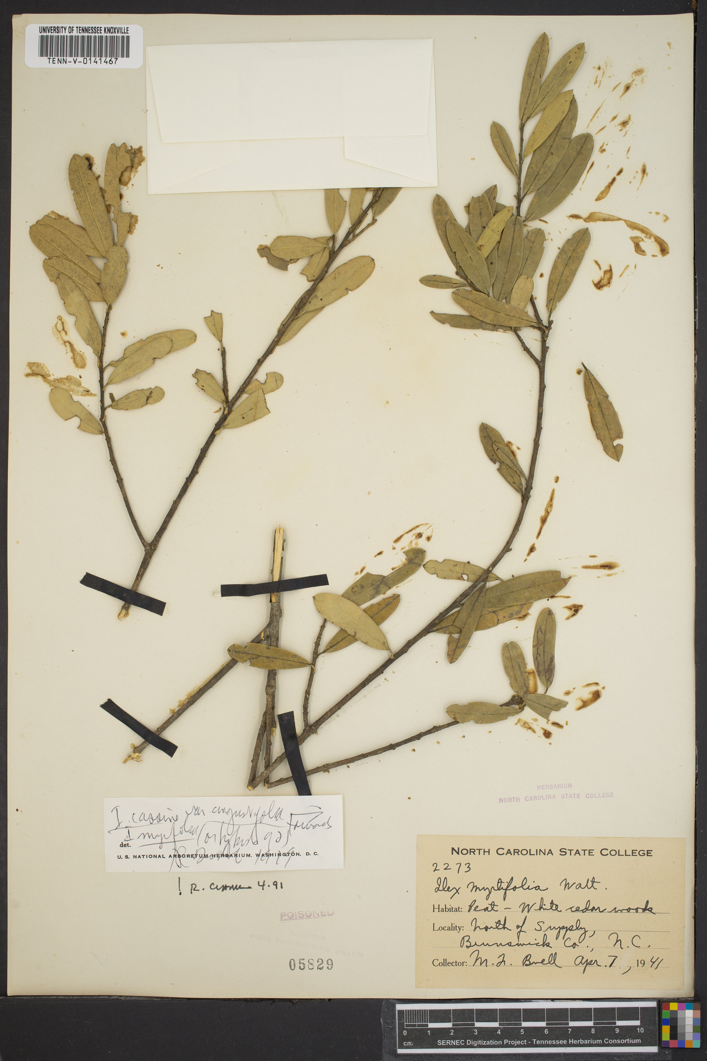 Ilex cassine image