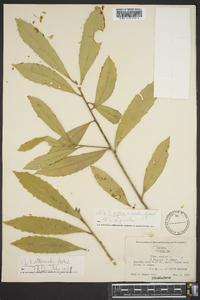 Ilex pseudoumbelliformis image