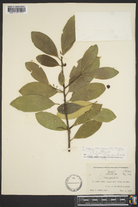 Ilex pseudoumbelliformis image