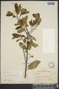 Ilex pseudoumbelliformis image