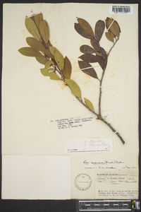Ilex coriacea image