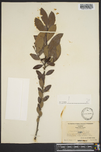 Ilex coriacea image