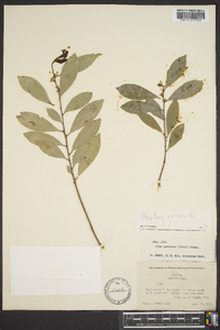 Ilex coriacea image