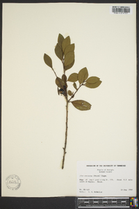 Ilex coriacea image