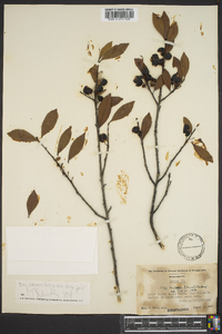 Ilex coriacea image